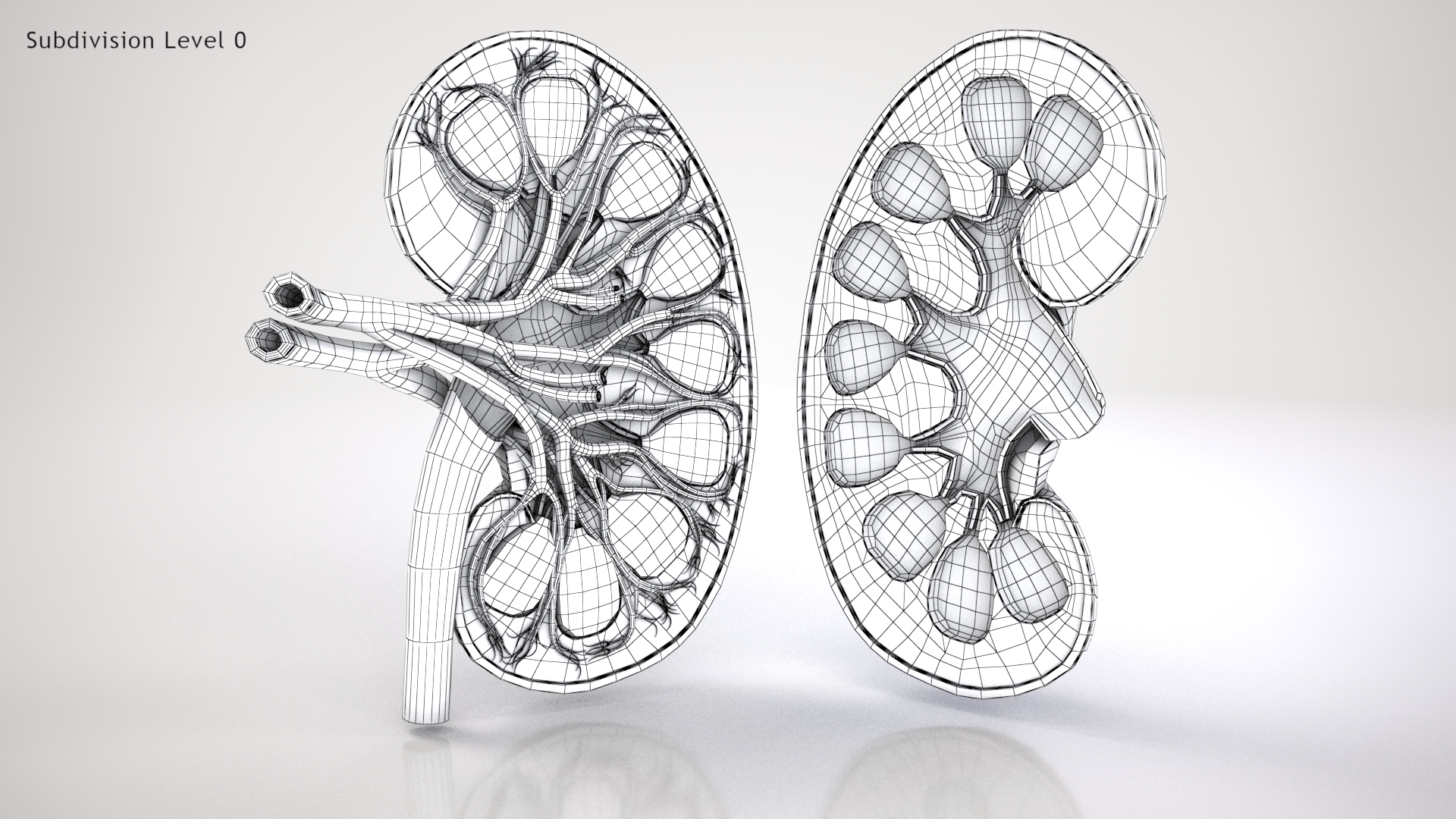 Kidney Drawing Color Vector Images (over 190)