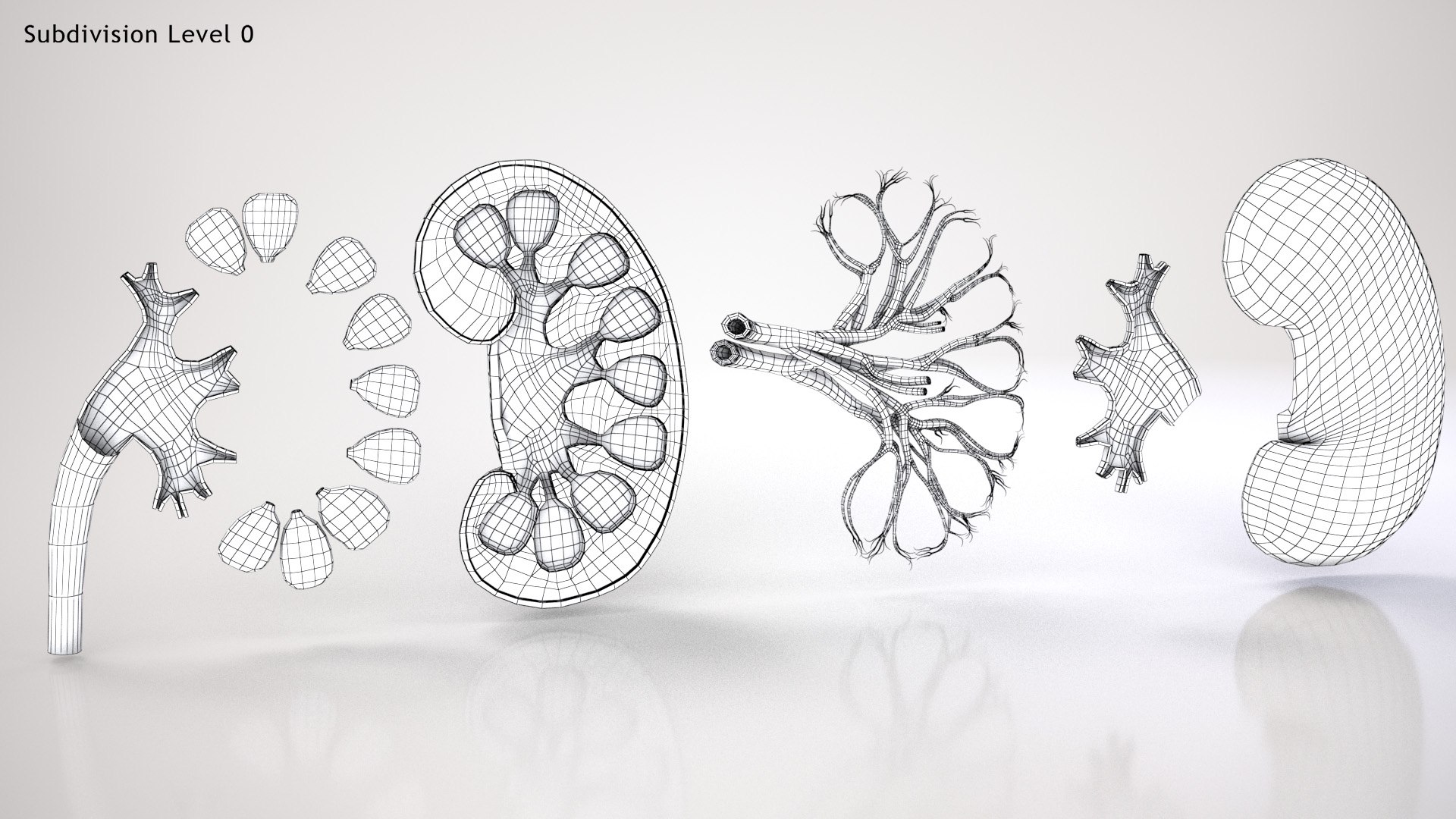 kidney pbr 8k model https://p.turbosquid.com/ts-thumb/x1/WguYeY/ELW9kXrr/kidneywirezero0002copy/jpg/1575016196/1920x1080/fit_q87/8dfc57b30fdd02ca23fabf402f527ab7e175647d/kidneywirezero0002copy.jpg