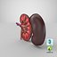 Kidney With Anatomical Cross Section