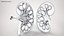 Kidney With Anatomical Cross Section