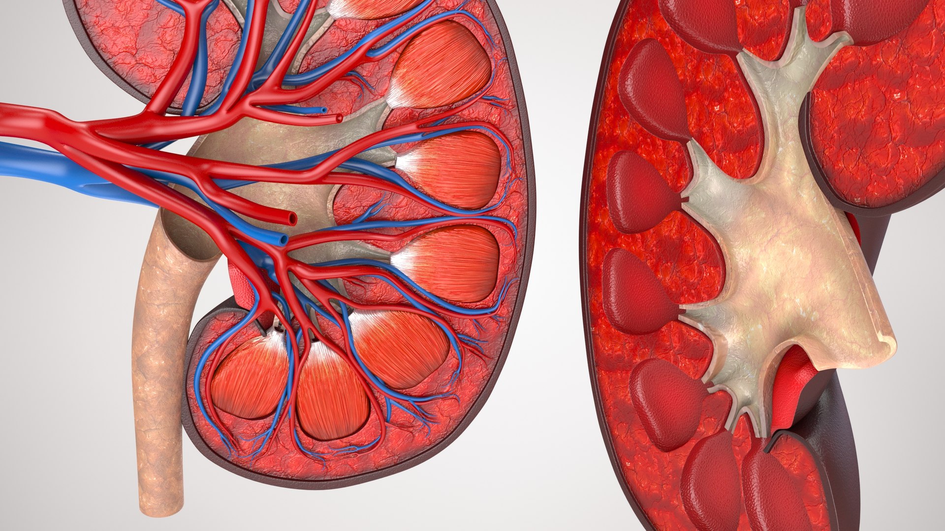 kidney pbr 8k model https://p.turbosquid.com/ts-thumb/x1/WguYeY/T0V8HIaD/product0005/jpg/1575016178/1920x1080/fit_q87/43760322498ca3ae4a4e6975ae4e07db3ec5b2aa/product0005.jpg