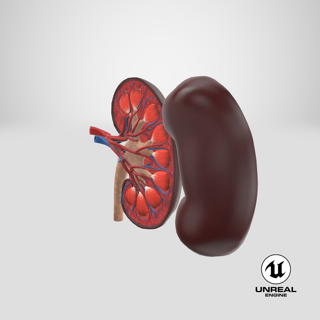 kidney pbr 8k model https://p.turbosquid.com/ts-thumb/x1/WguYeY/TVqQZXK0/stemcell_unreal_render/png/1576063929/1920x1080/fit_q87/bc10235060f77b4490f51ea23109a14f2abd31c6/stemcell_unreal_render.jpg