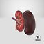 Kidney With Anatomical Cross Section