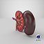 Kidney With Anatomical Cross Section