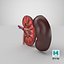 Kidney With Anatomical Cross Section