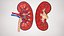 Kidney With Anatomical Cross Section