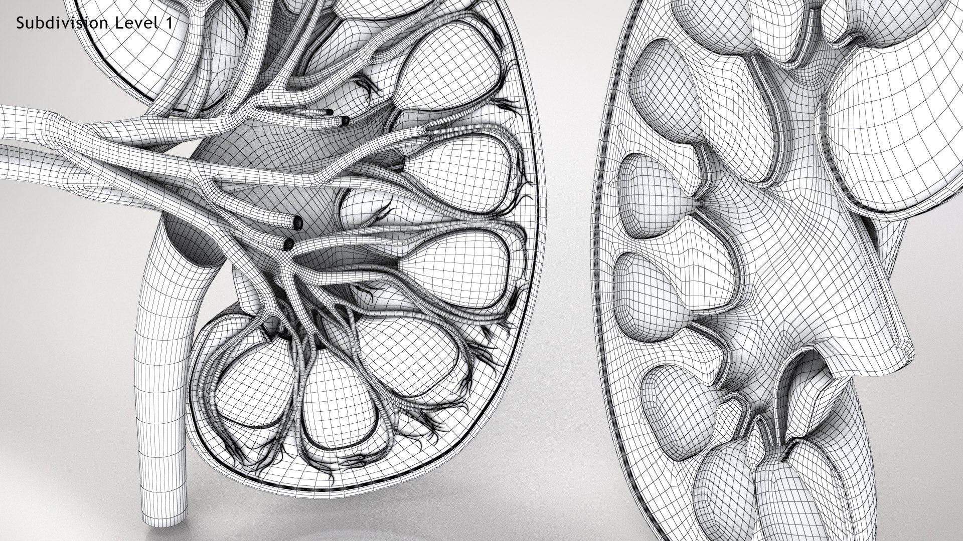 kidney pbr 8k model https://p.turbosquid.com/ts-thumb/x1/WguYeY/hD8SJXec/kidneywirezero0005/jpg/1575016197/1920x1080/fit_q87/a690d23e3eff1875962f4236d93f2371618f927c/kidneywirezero0005.jpg