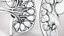 Kidney With Anatomical Cross Section