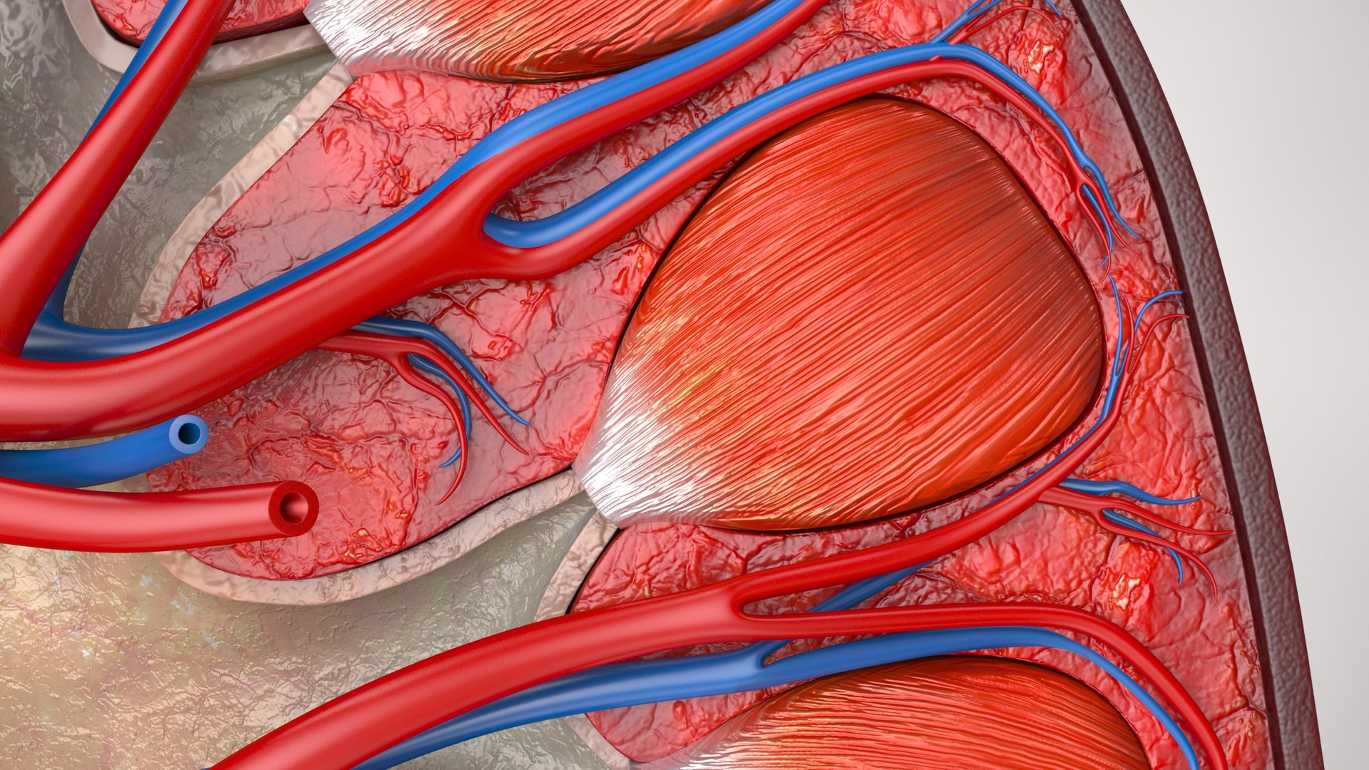 kidney pbr 8k model https://p.turbosquid.com/ts-thumb/x1/WguYeY/jXnprs7Y/product0006/jpg/1575016178/1920x1080/fit_q87/03eb3fb32c5dfb907f31d85b2d602422c31a9372/product0006.jpg