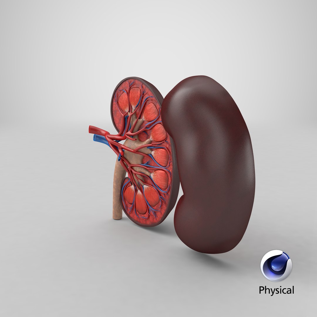 kidney pbr 8k model https://p.turbosquid.com/ts-thumb/x1/WguYeY/lUHAFbut/stemcell_cinema_4d_physical_render/png/1576063916/1920x1080/fit_q87/ab8267a100815a45012d9efaf373b6f73124d83b/stemcell_cinema_4d_physical_render.jpg
