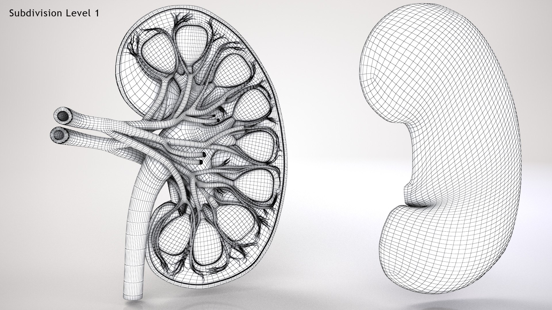 kidney pbr 8k model https://p.turbosquid.com/ts-thumb/x1/WguYeY/oHwHpG6g/kidneywirezero0004/jpg/1575016196/1920x1080/fit_q87/27b152267e4293fadba6e3b03ed2bcd58ff05df3/kidneywirezero0004.jpg
