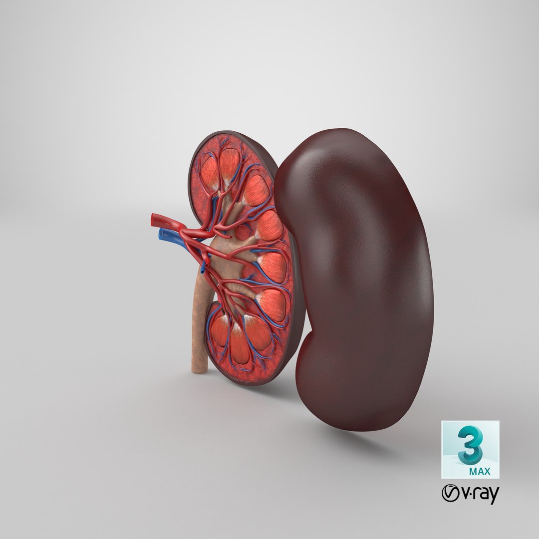 kidney pbr 8k model https://p.turbosquid.com/ts-thumb/x1/WguYeY/oJemBcVj/stemcell_max_vray_render/png/1576063941/1920x1080/fit_q87/fc586e8f0d64eeb9b0307446c54770feea6893ce/stemcell_max_vray_render.jpg