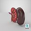 Kidney With Anatomical Cross Section