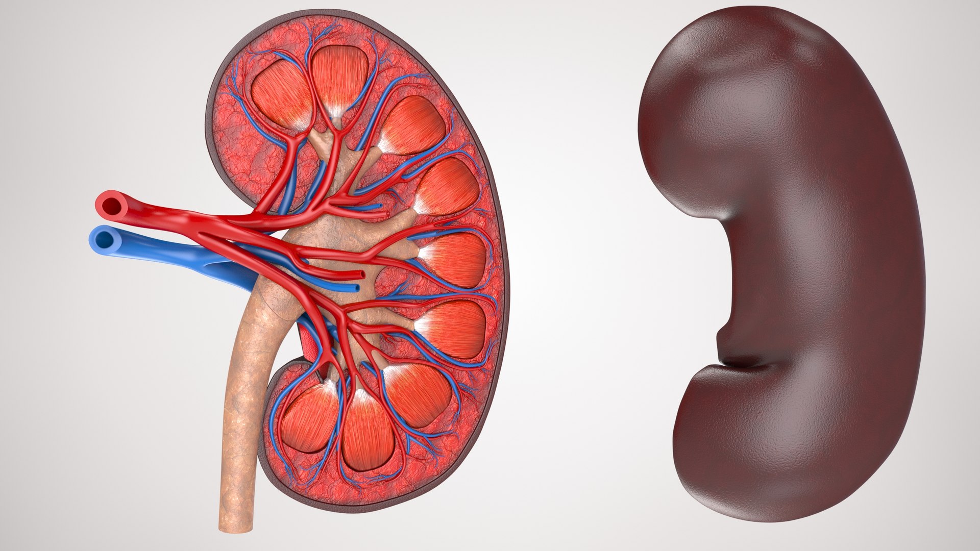 kidney pbr 8k model https://p.turbosquid.com/ts-thumb/x1/WguYeY/rA6DaOZe/product0004/jpg/1575016178/1920x1080/fit_q87/b79d2cd0e0411e9fce8defdee4fddb67371db9fc/product0004.jpg