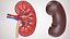 Kidney With Anatomical Cross Section