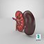 Kidney With Anatomical Cross Section