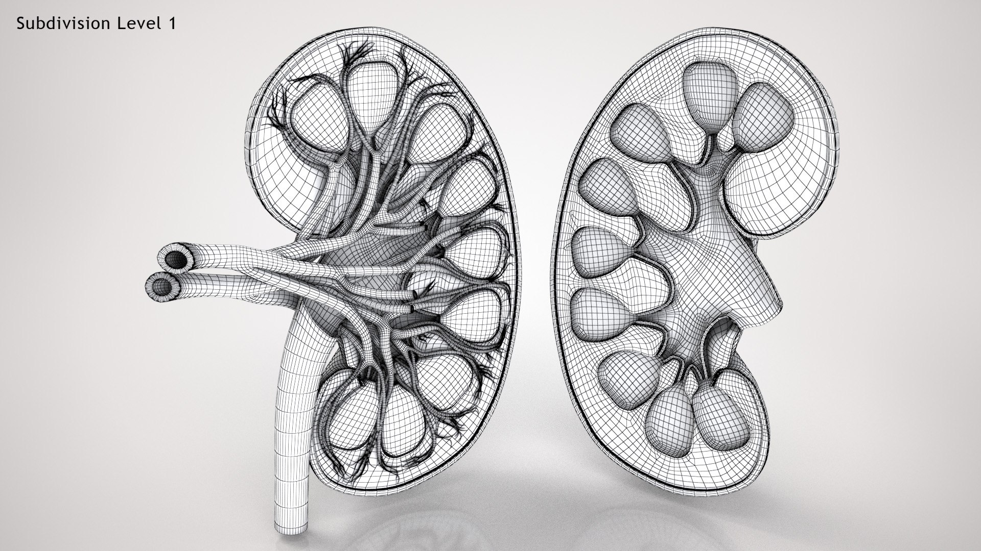 kidney pbr 8k model https://p.turbosquid.com/ts-thumb/x1/WguYeY/rx9KnwUw/kidneywirezero0001/jpg/1575016196/1920x1080/fit_q87/d6a040c49bf17023db69758ded46a3b5318f3d76/kidneywirezero0001.jpg
