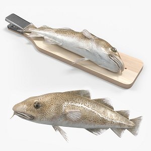 Cod on Fish Cleaning Board with Tail Clamp