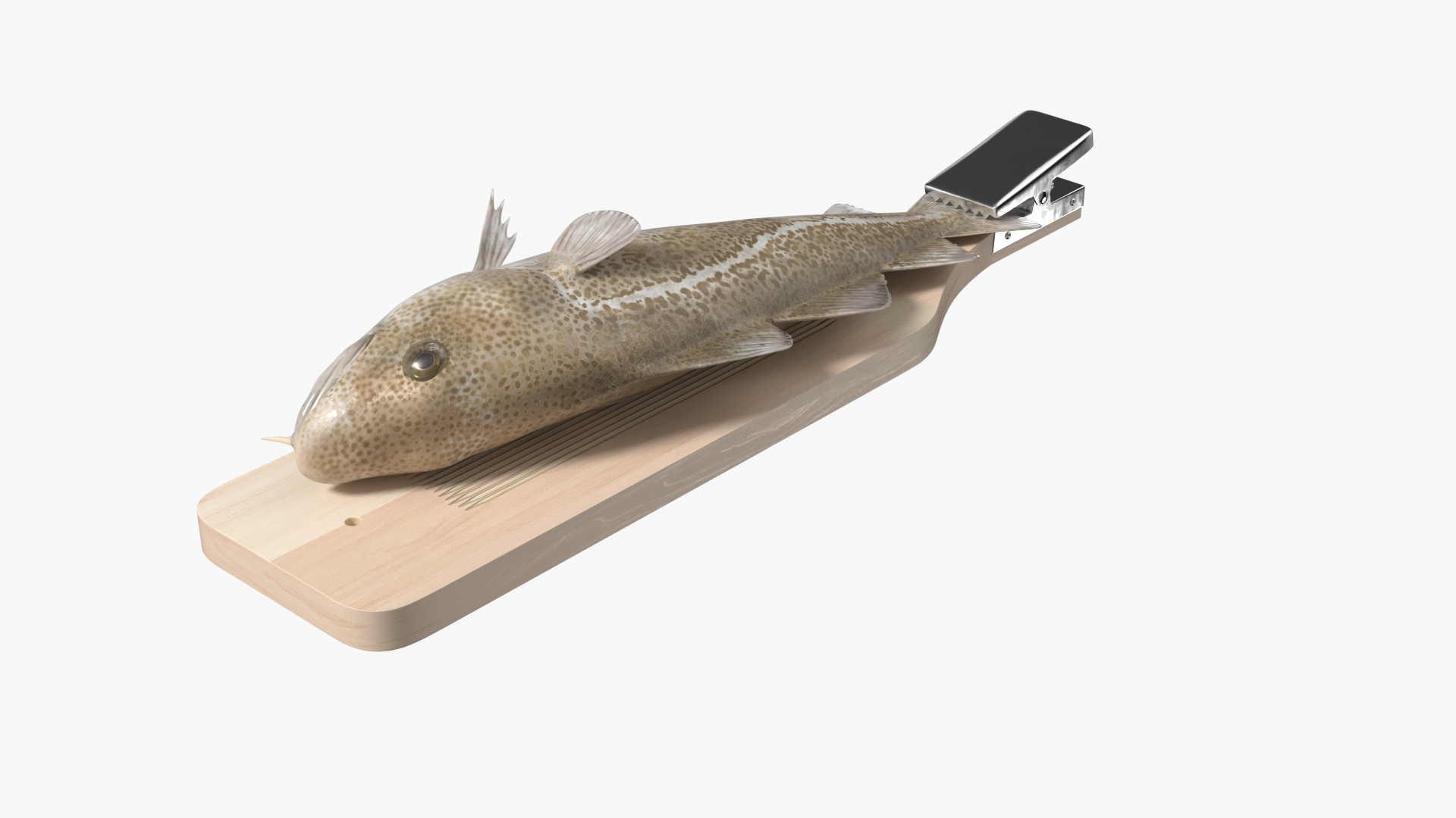3D Cod on Fish Cleaning Board with Tail Clamp https://p.turbosquid.com/ts-thumb/x1/ek9yD5/Se/cod_on_fish_cleaning_board_with_tail_clamp_360/jpg/1763673181/1920x1080/turn_fit_q99/7b96730070b8139e3a6932ffd098b48ed892ec41/cod_on_fish_cleaning_board_with_tail_clamp_360-1.jpg