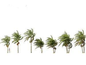 3D Archontophoenix alexandrae - Alexandra Palm 02