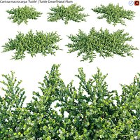 Carissa macrocarpa 01