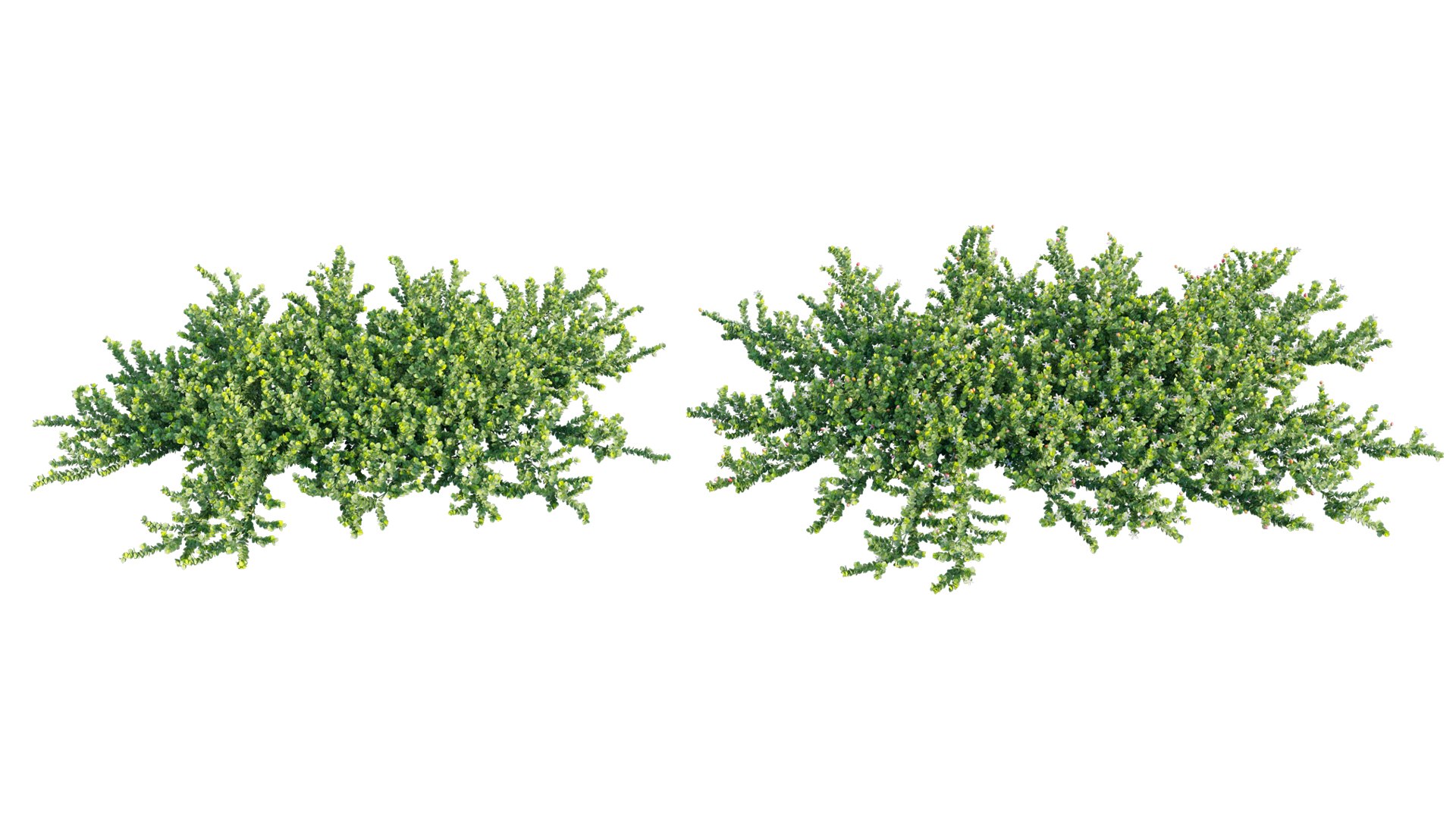 3D Carissa Macrocarpa 01 - TurboSquid 1782862