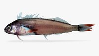 Panamic Fanged Blenny
