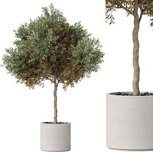 Plants collection 808