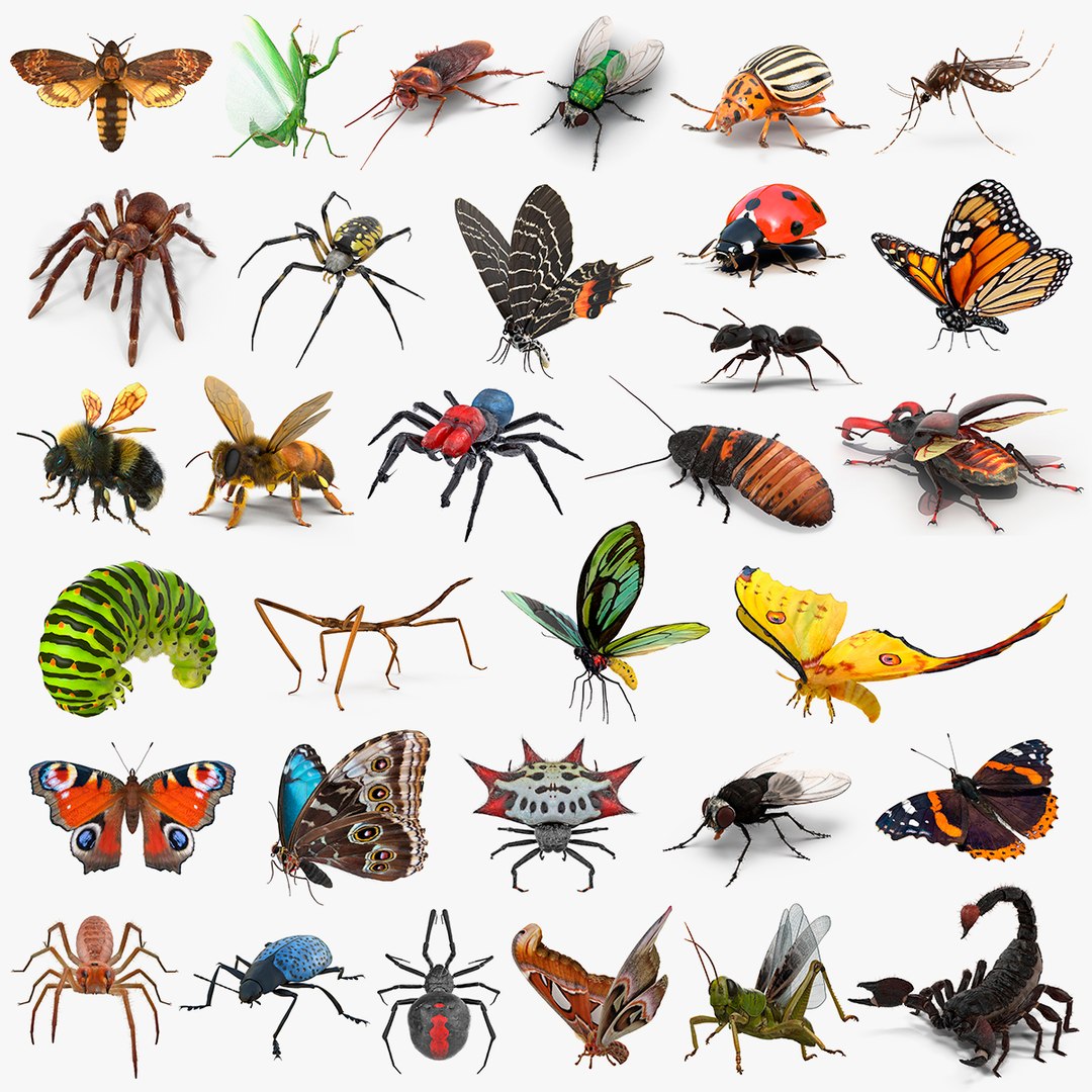 Insects Big Rigged Collection 4 3D model preview