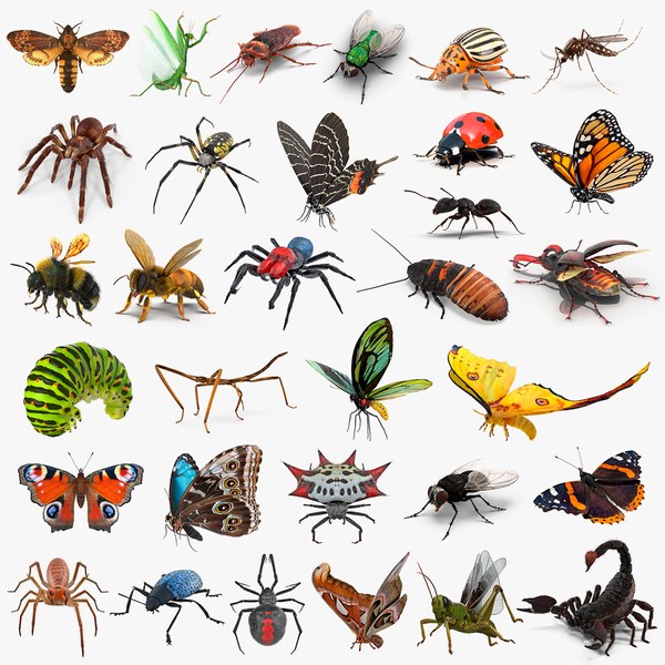 insects big rigged 4 3D model