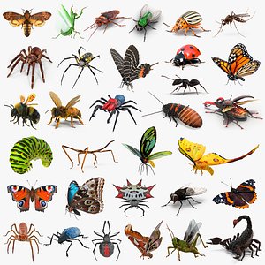 Insects Big Rigged Collection 4