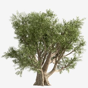3D Set of Olive or Olea Europaea Tree - 2 Trees model