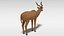 3D greater kudu antelope