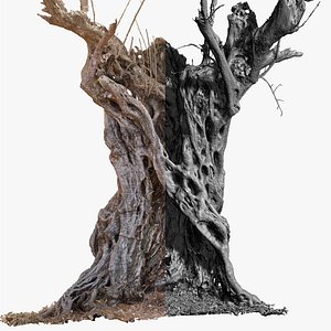 Ancient Cracked Olive Tree 4 RAW 3D Scan 2x16k Textures OBJ 3D