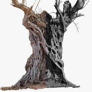 Ancient Cracked Olive Tree 4 RAW 3D Scan 2x16k Textures OBJ