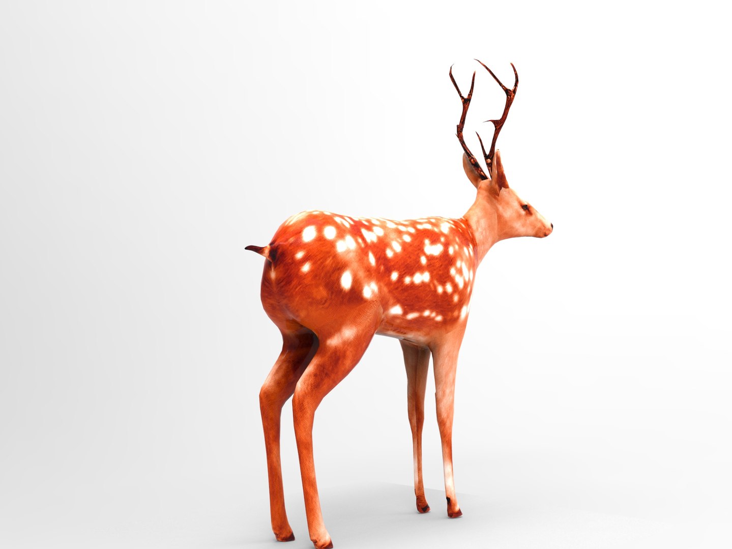 3d Model Deer Rigged
