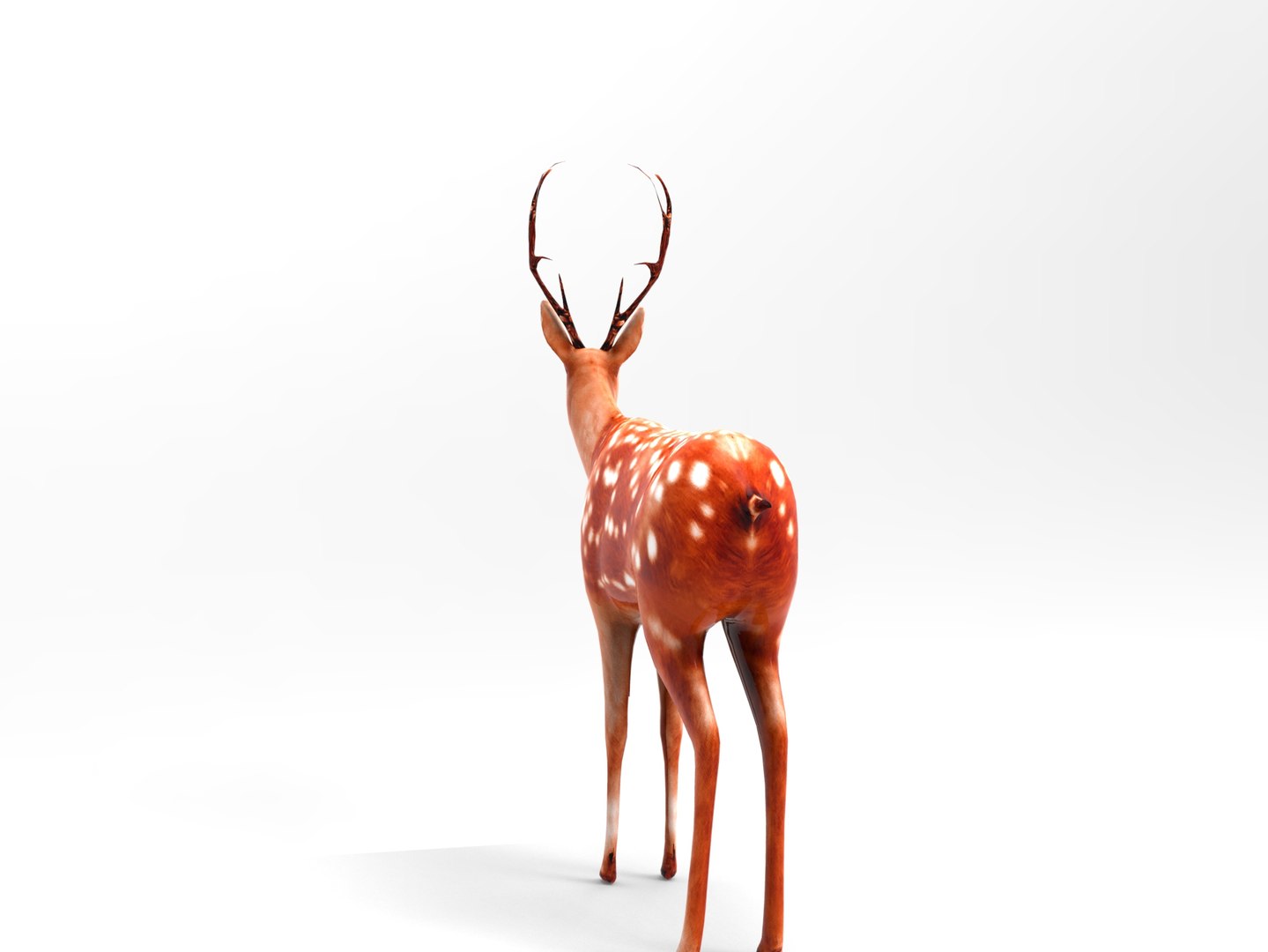 3d Model Deer Rigged