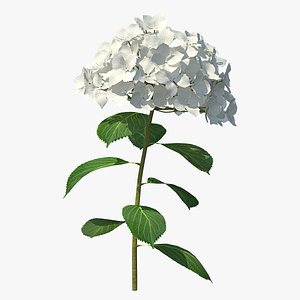 white hydrangea flower branch 3D