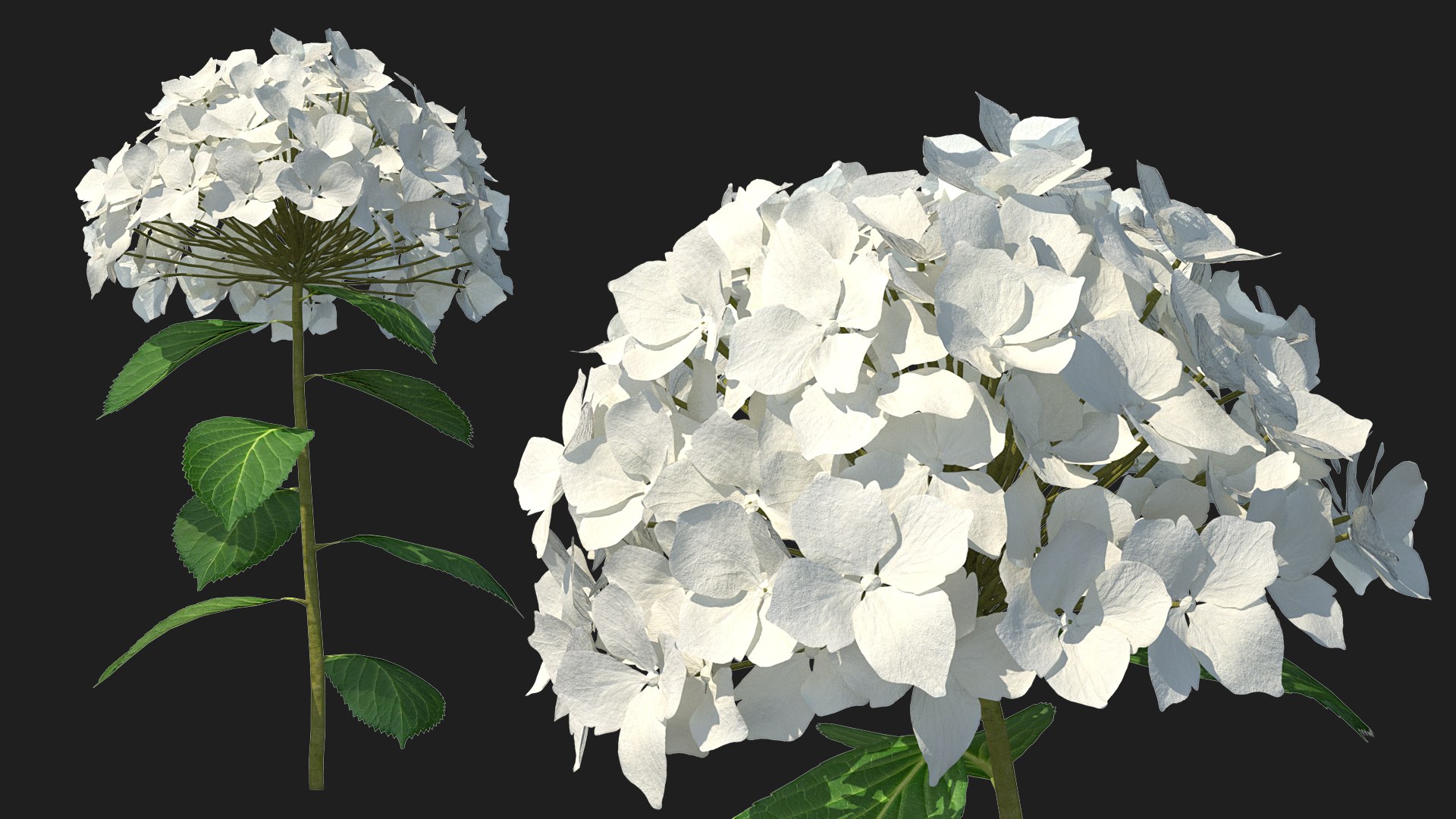 White Hydrangea Flower Branch 3D model preview