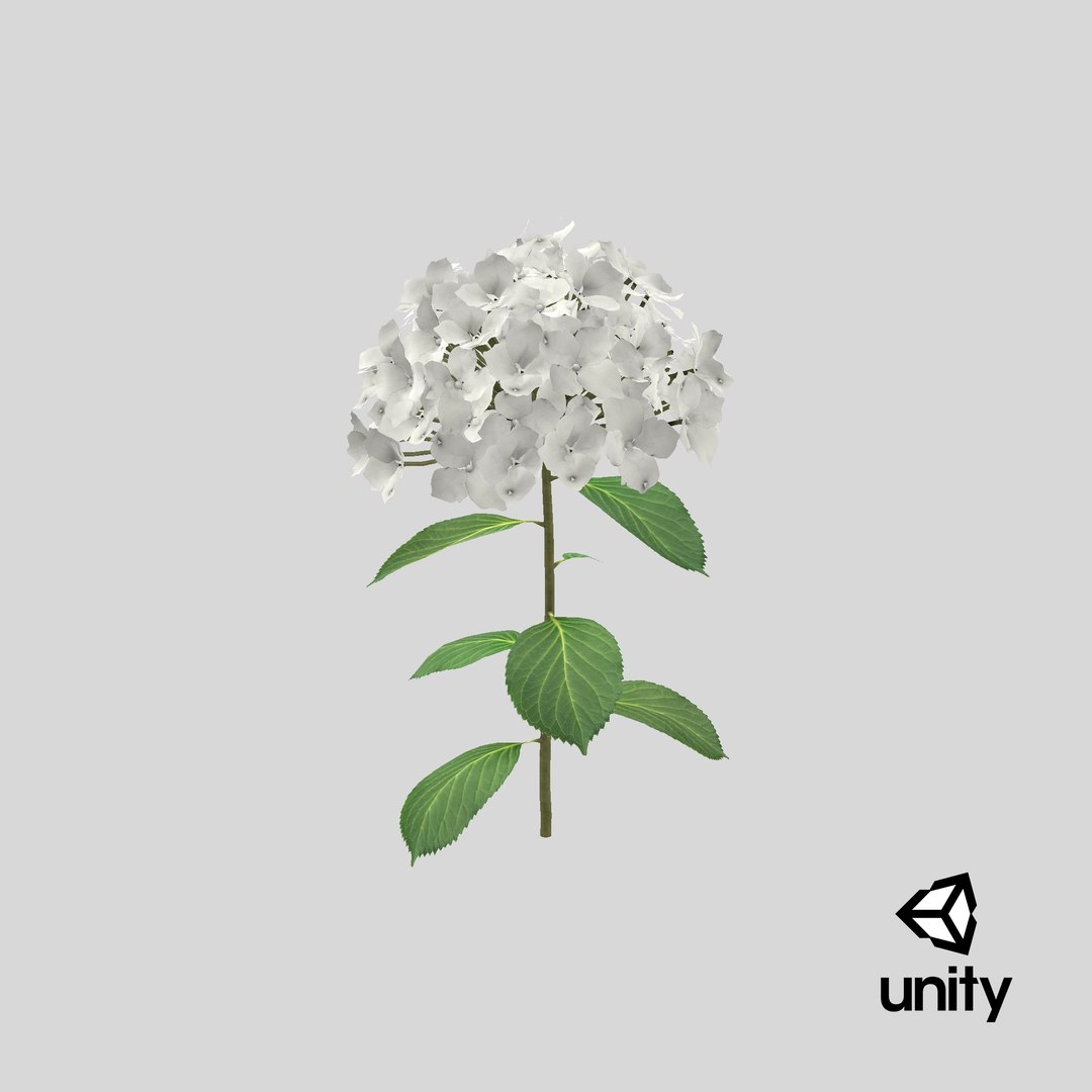 White Hydrangea Flower Branch 3D - TurboSquid 1604356