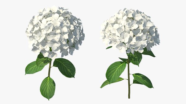 modelo 3d Rama de flor de hortensia blanca - TurboSquid 1604356