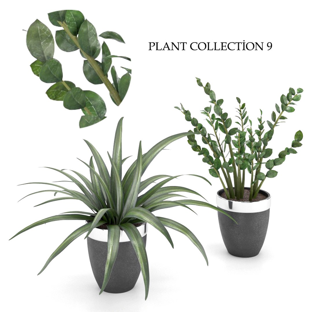 Растение houseplants d8 h35