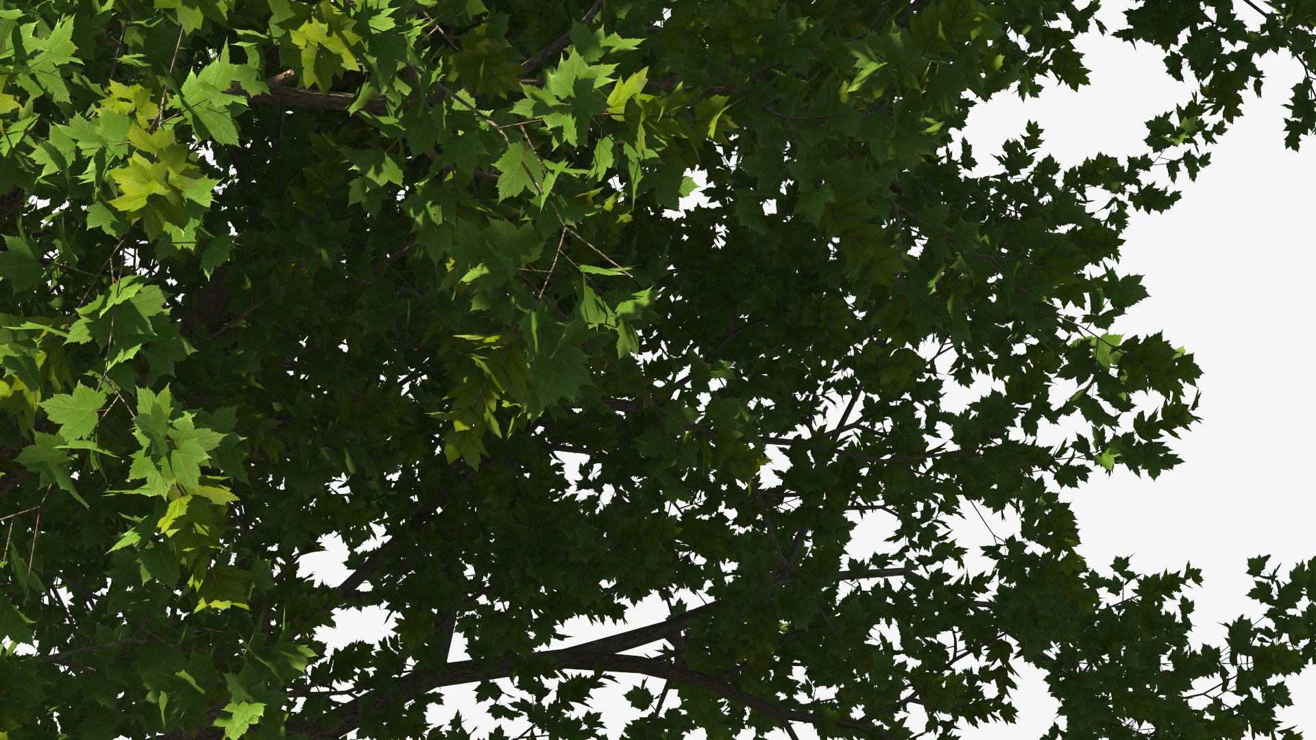 3D Realistic Maple Tree https://p.turbosquid.com/ts-thumb/x2/Zyv87k/DO/realisticmapletreemb3dmodel017/jpg/1708574718/1920x1080/fit_q87/a36d5b568fdfd20f754029b200f65d86b1c05ab2/realisticmapletreemb3dmodel017.jpg
