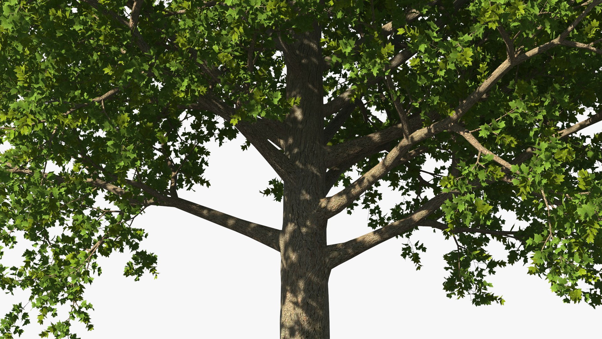 3D Realistic Maple Tree https://p.turbosquid.com/ts-thumb/x2/Zyv87k/IL/realisticmapletreemb3dmodel012/jpg/1708574695/1920x1080/fit_q87/8a5c7a06b53c08ae6abd90e2c959665bb3333979/realisticmapletreemb3dmodel012.jpg