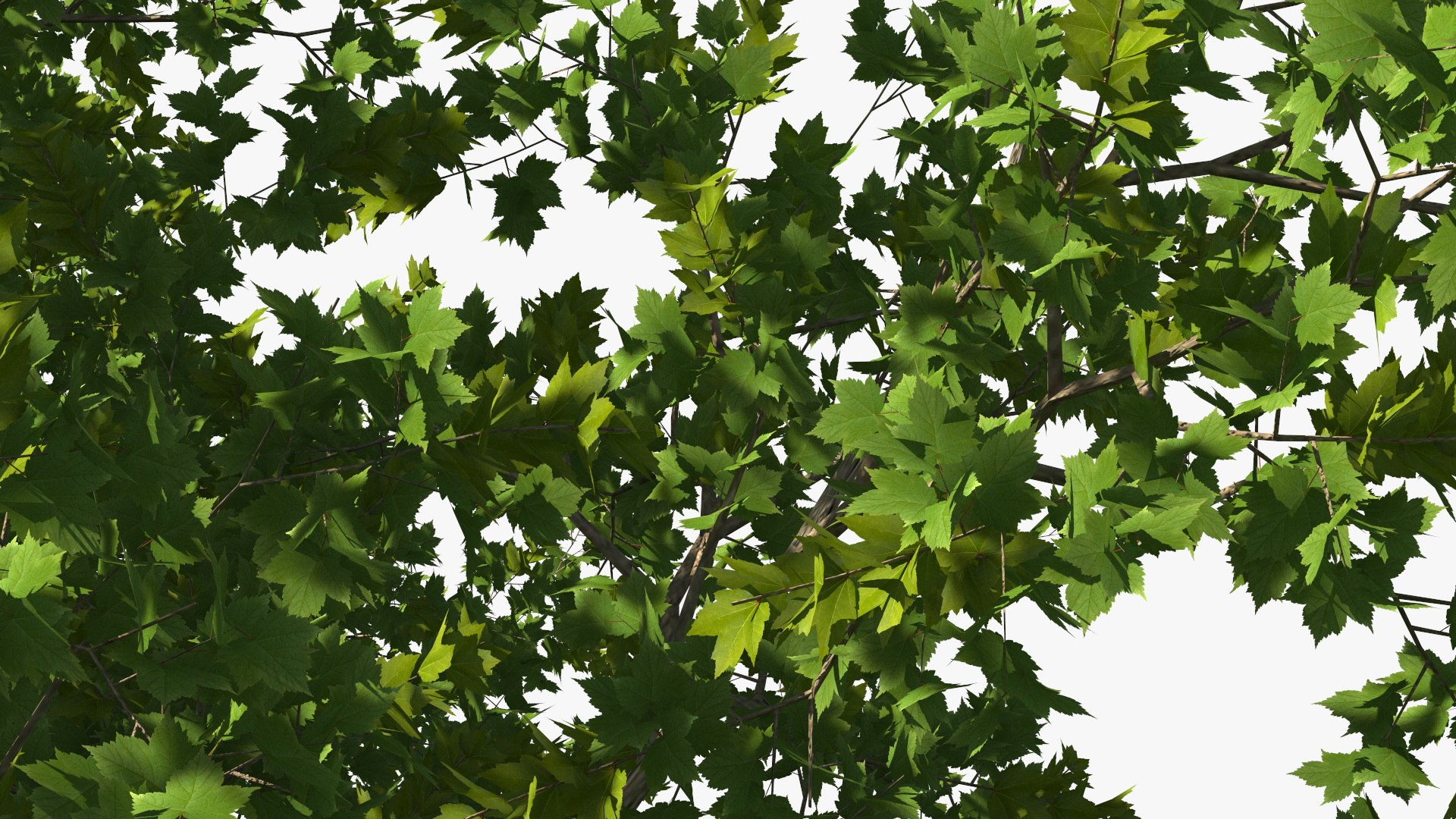 3D Realistic Maple Tree https://p.turbosquid.com/ts-thumb/x2/Zyv87k/J8/realisticmapletreemb3dmodel018/jpg/1708574724/1920x1080/fit_q87/0de355bbb197540f2f267b71cdb1012dfaccc975/realisticmapletreemb3dmodel018.jpg