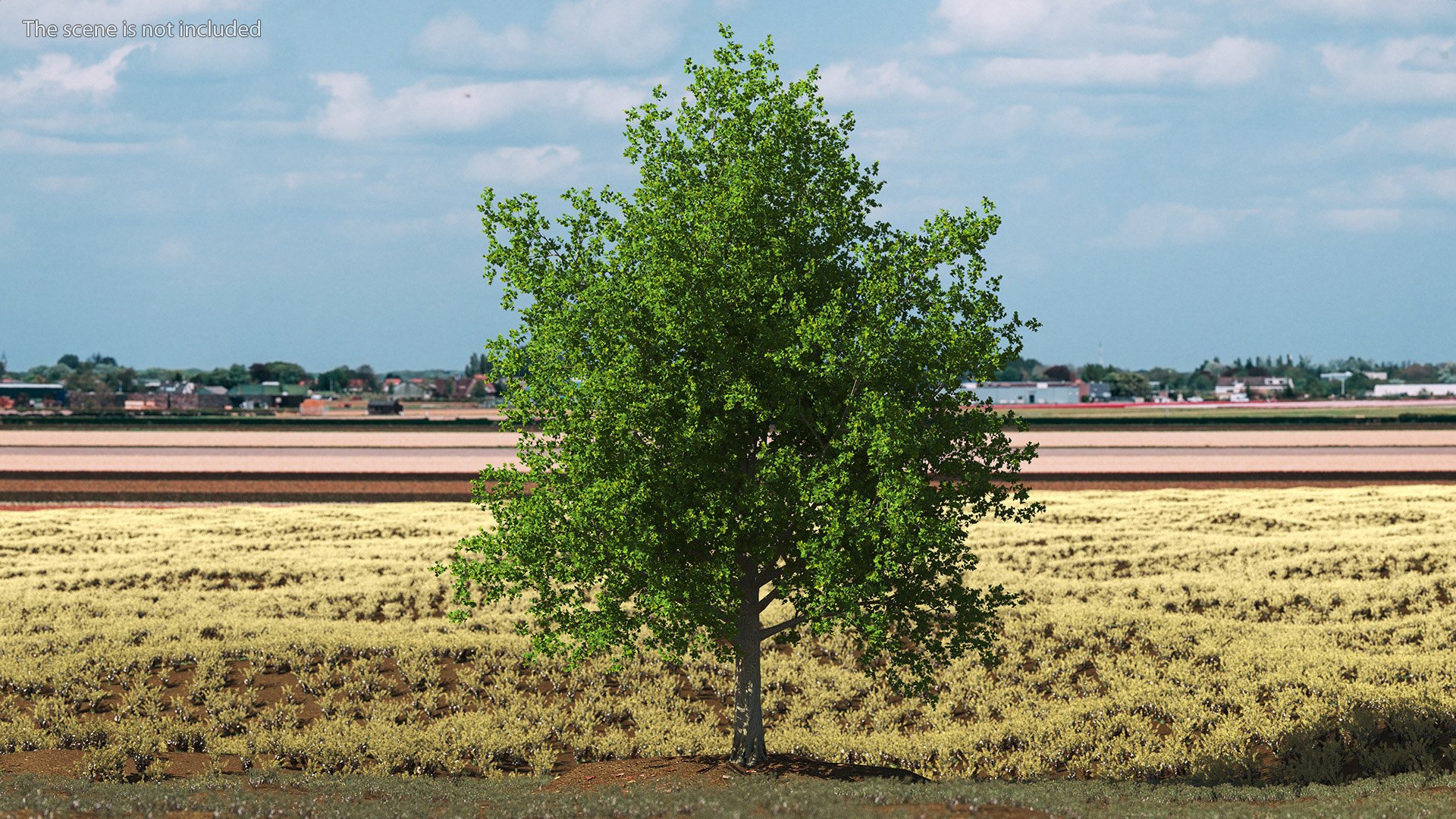 3D Realistic Maple Tree https://p.turbosquid.com/ts-thumb/x2/Zyv87k/O8/realisticmapletreemb3dmodel002/jpg/1708574650/1920x1080/fit_q87/a2fc5a777d7d02437af1dc1c4a51f60cc72d6fd8/realisticmapletreemb3dmodel002.jpg