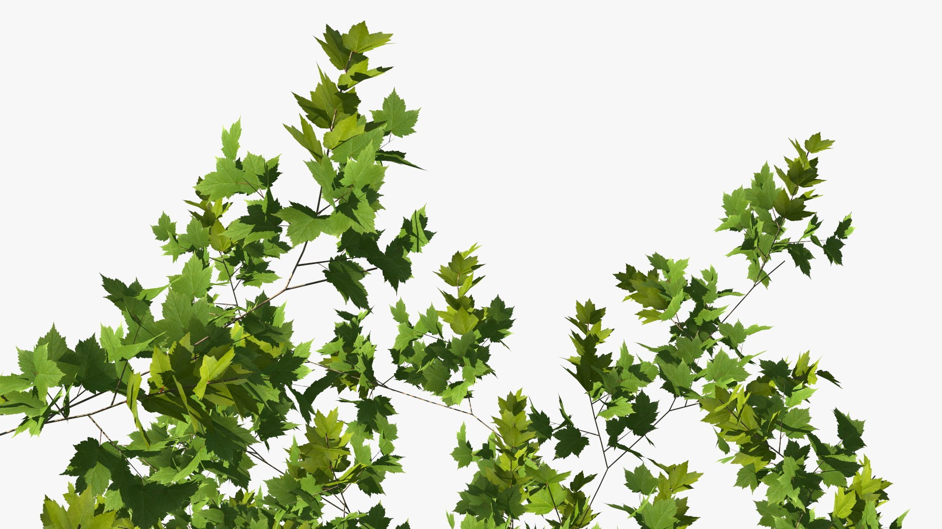 3D Realistic Maple Tree https://p.turbosquid.com/ts-thumb/x2/Zyv87k/PO/realisticmapletreemb3dmodel020/jpg/1708574733/1920x1080/fit_q87/e6182ebc00d13e10e775a41b5c13883d80c71b0f/realisticmapletreemb3dmodel020.jpg