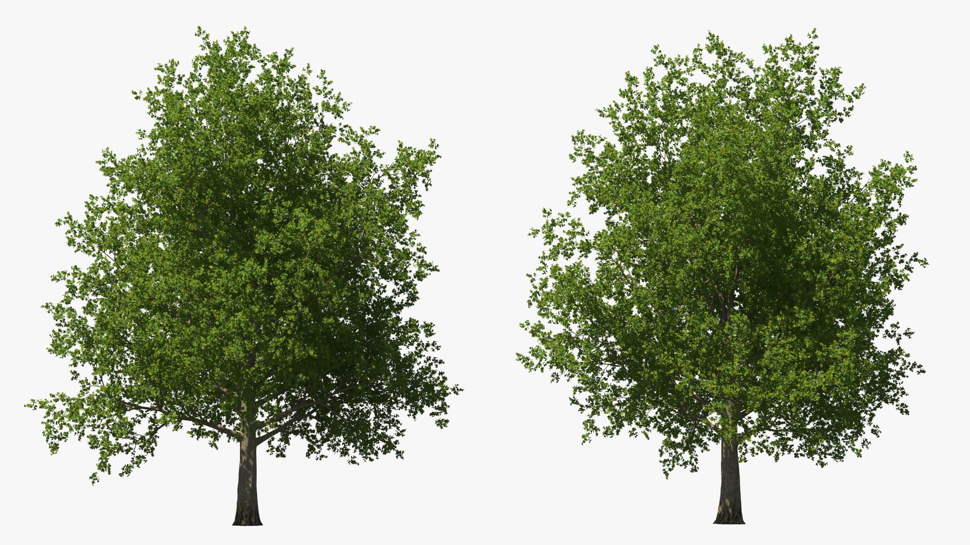3D Realistic Maple Tree https://p.turbosquid.com/ts-thumb/x2/Zyv87k/VY/realisticmapletreemb3dmodel010/jpg/1708574686/1920x1080/fit_q87/dc11459b8901c141d86a2fe31999fc49b874b635/realisticmapletreemb3dmodel010.jpg