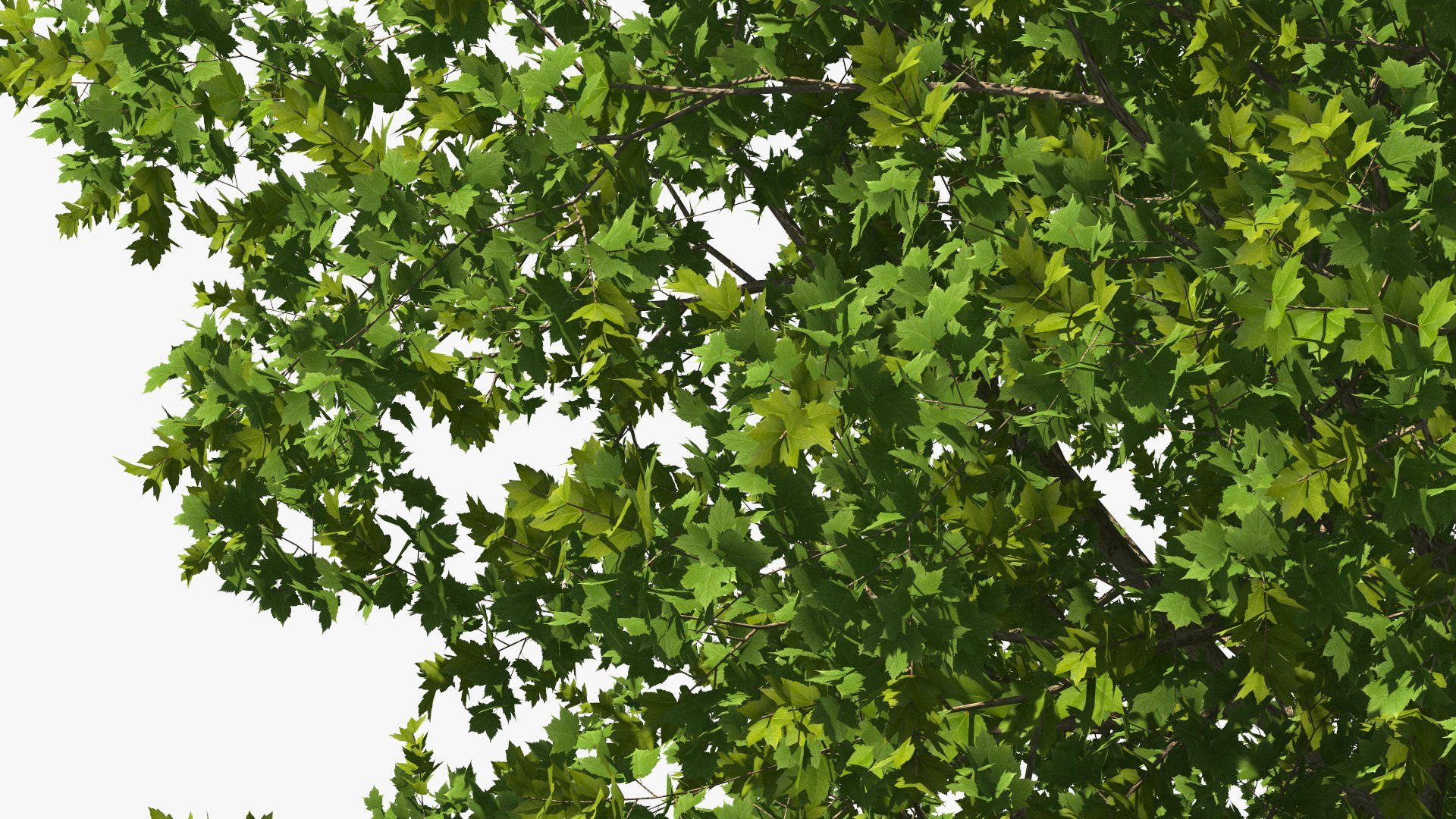 3D Realistic Maple Tree https://p.turbosquid.com/ts-thumb/x2/Zyv87k/dv/realisticmapletreemb3dmodel015/jpg/1708574708/1920x1080/fit_q87/c41775fc4b9e07a3e36f562eab3453d780d53eb6/realisticmapletreemb3dmodel015.jpg