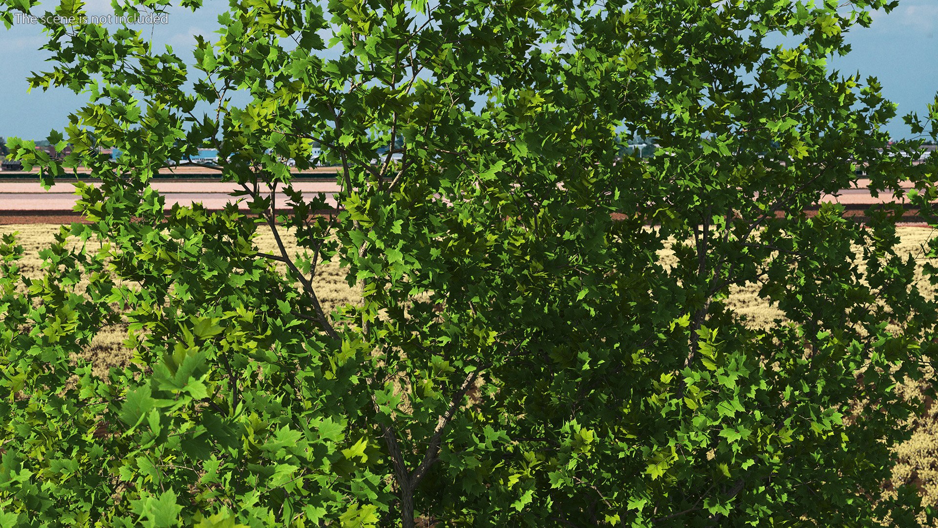 3D Realistic Maple Tree https://p.turbosquid.com/ts-thumb/x2/Zyv87k/lU/realisticmapletreemb3dmodel007/jpg/1708574673/1920x1080/fit_q87/63efd5b250c244be14ddd511c1cf53c0620fe372/realisticmapletreemb3dmodel007.jpg